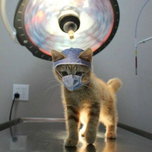 veterinarijos klinika Vilniuje