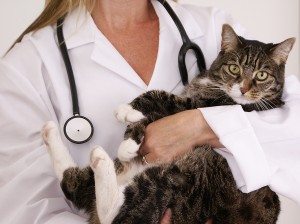 veterinarijos klinika Vilniuje