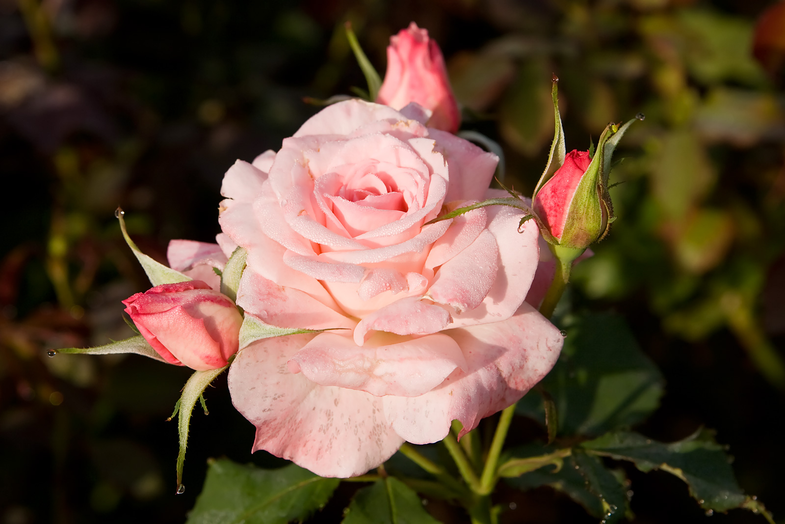 Efektyvi sodo rožių priežiūra ir tręšimas