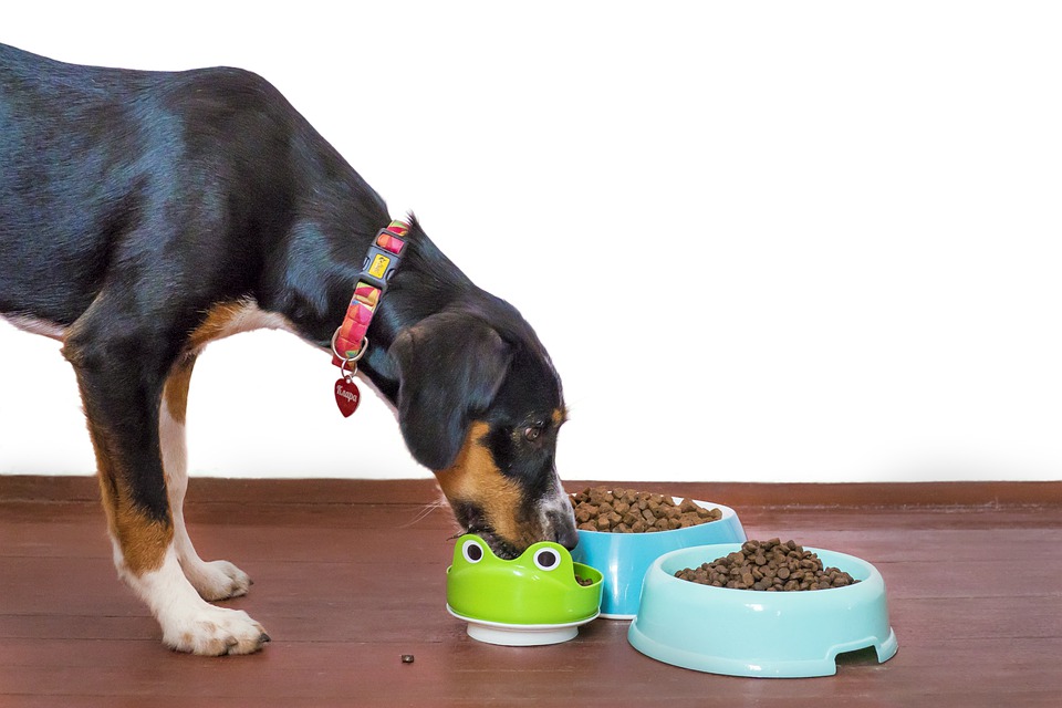 Į ką atkreipti dėmesį, kad maistas šunims būtų naudingas gyvūnui?